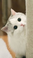 imToken钱包苹果版